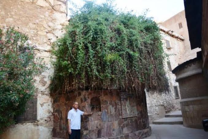 الشجرة المباركة بسانت كاترين 