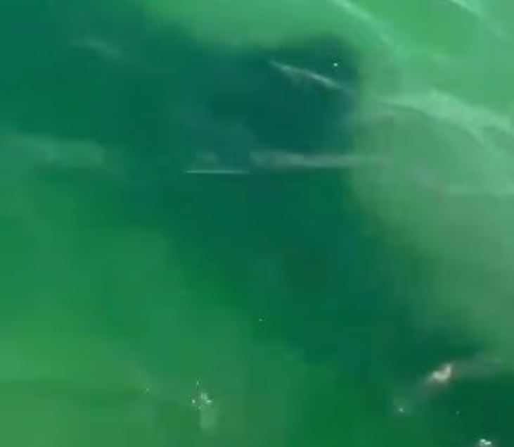 رصد سمكة قرش قبالة سواحل إسرائيل