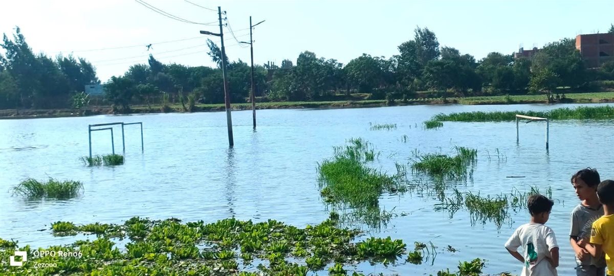 جزيرة داود بالمنوفية