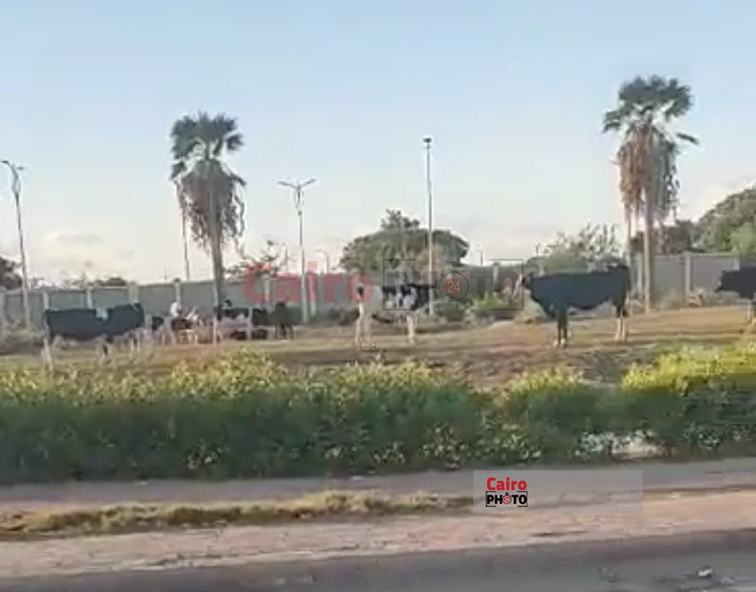 عجل يهشم سيارة ببورسعيد 