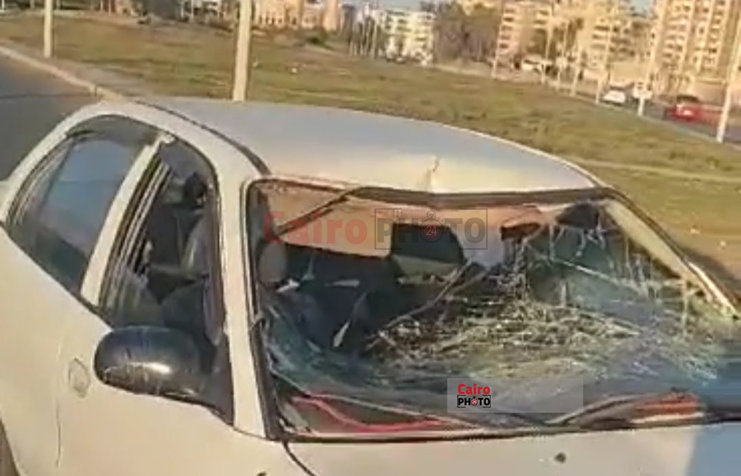 عجل يهشم سيارة ببورسعيد 