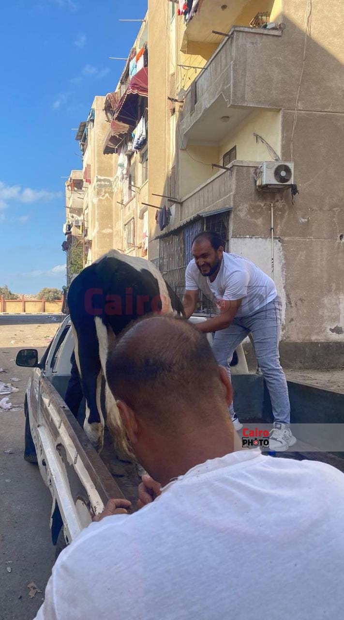 مصادرة العجول الهائمة ببورسعيد 