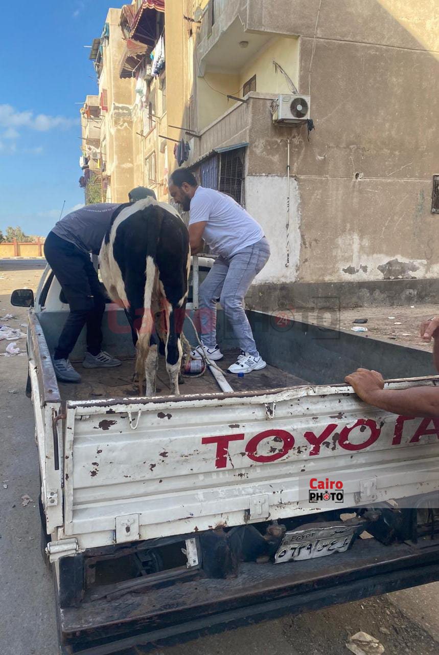 مصادرة العجول الهائمة ببورسعيد 