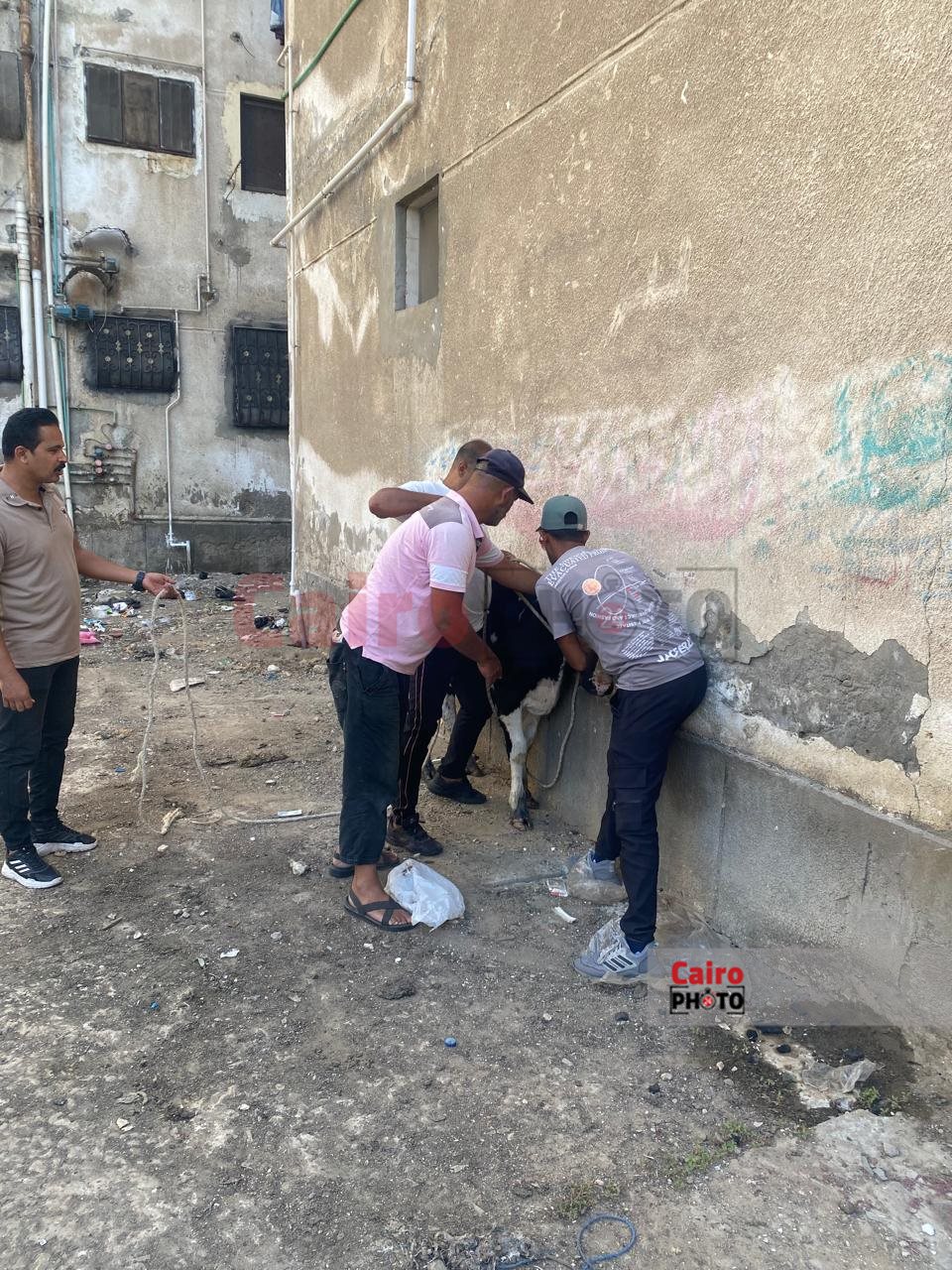 مصادرة العجول الهائمة ببورسعيد 