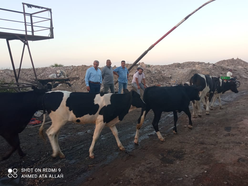 مصادرة الحيوانات الضالة بشوارع بورسعيد 