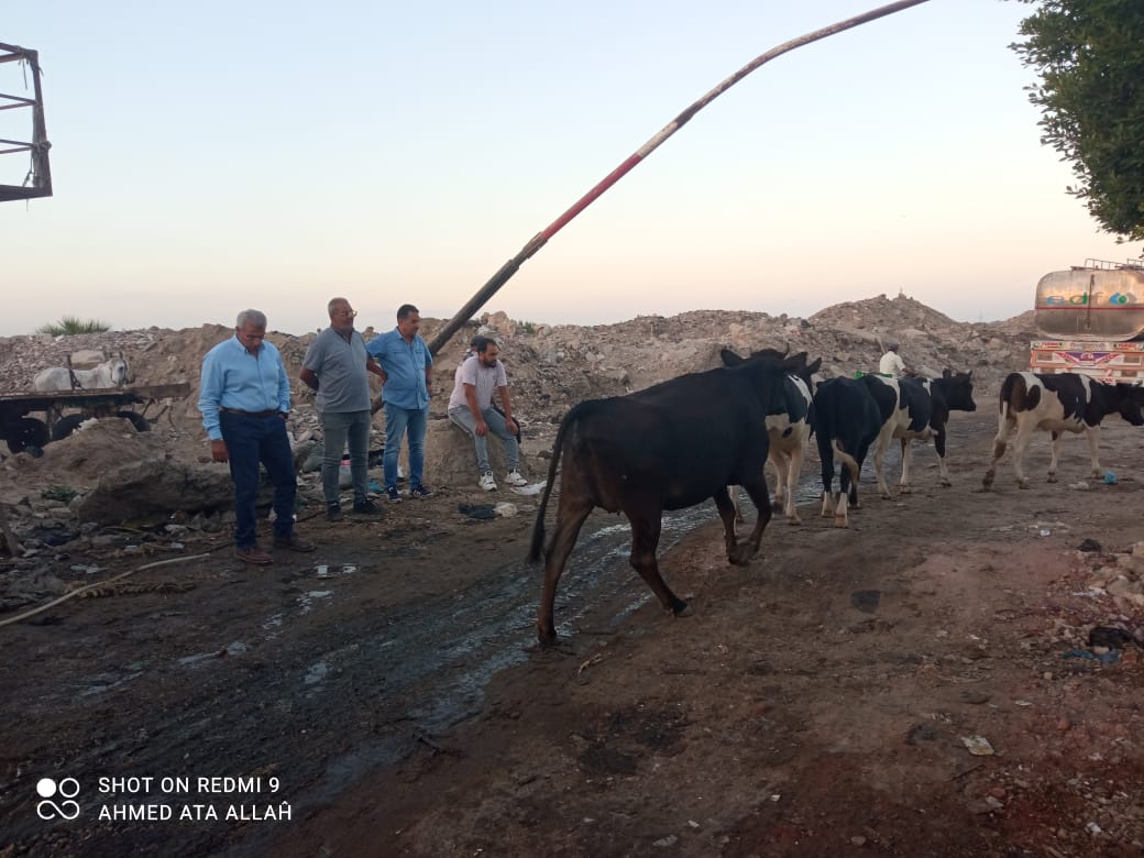 مصادرة الحيوانات الضالة بشوارع بورسعيد 