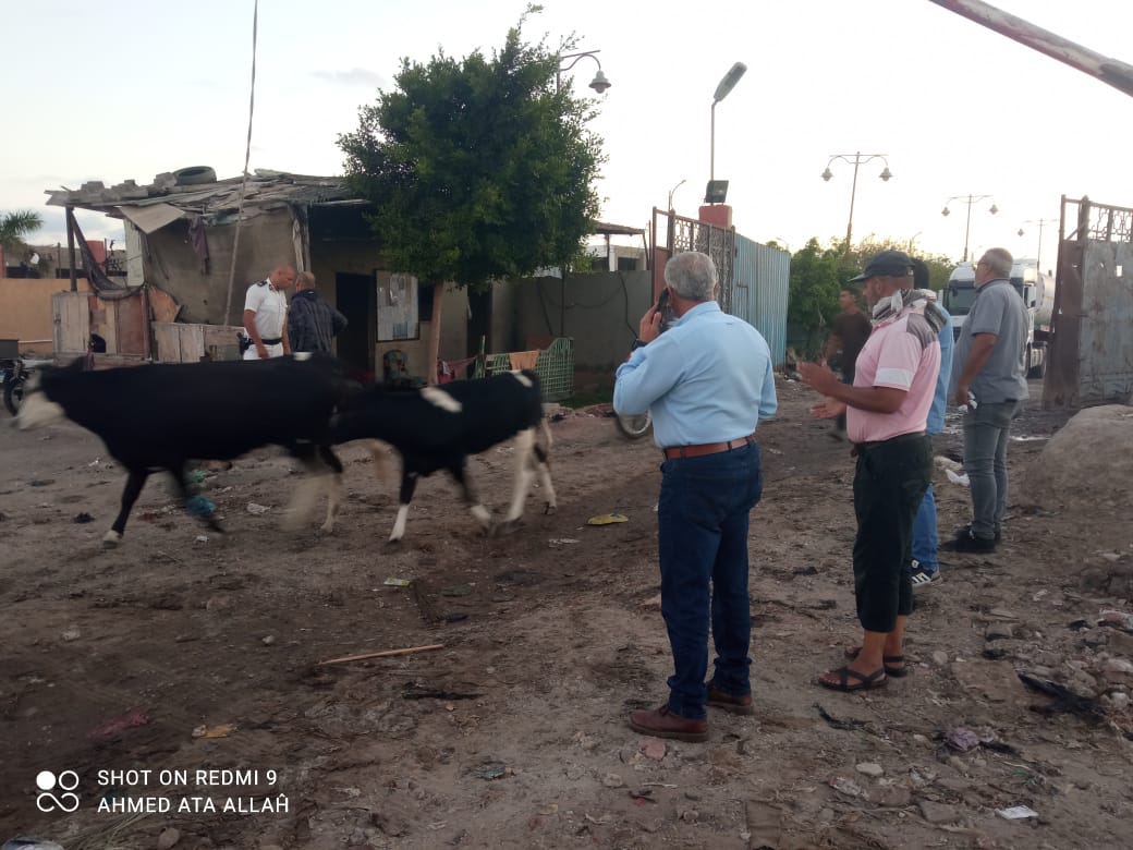 مصادرة الحيوانات الضالة بشوارع بورسعيد 