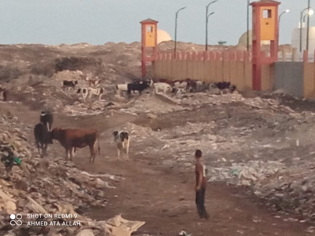 مصادرة الحيوانات الضالة بشوارع بورسعيد 