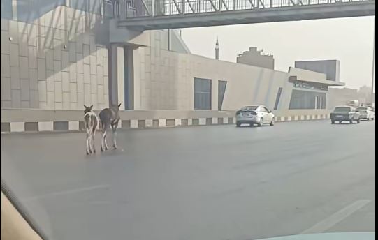 أحصنة أعلى الطريق الدائري