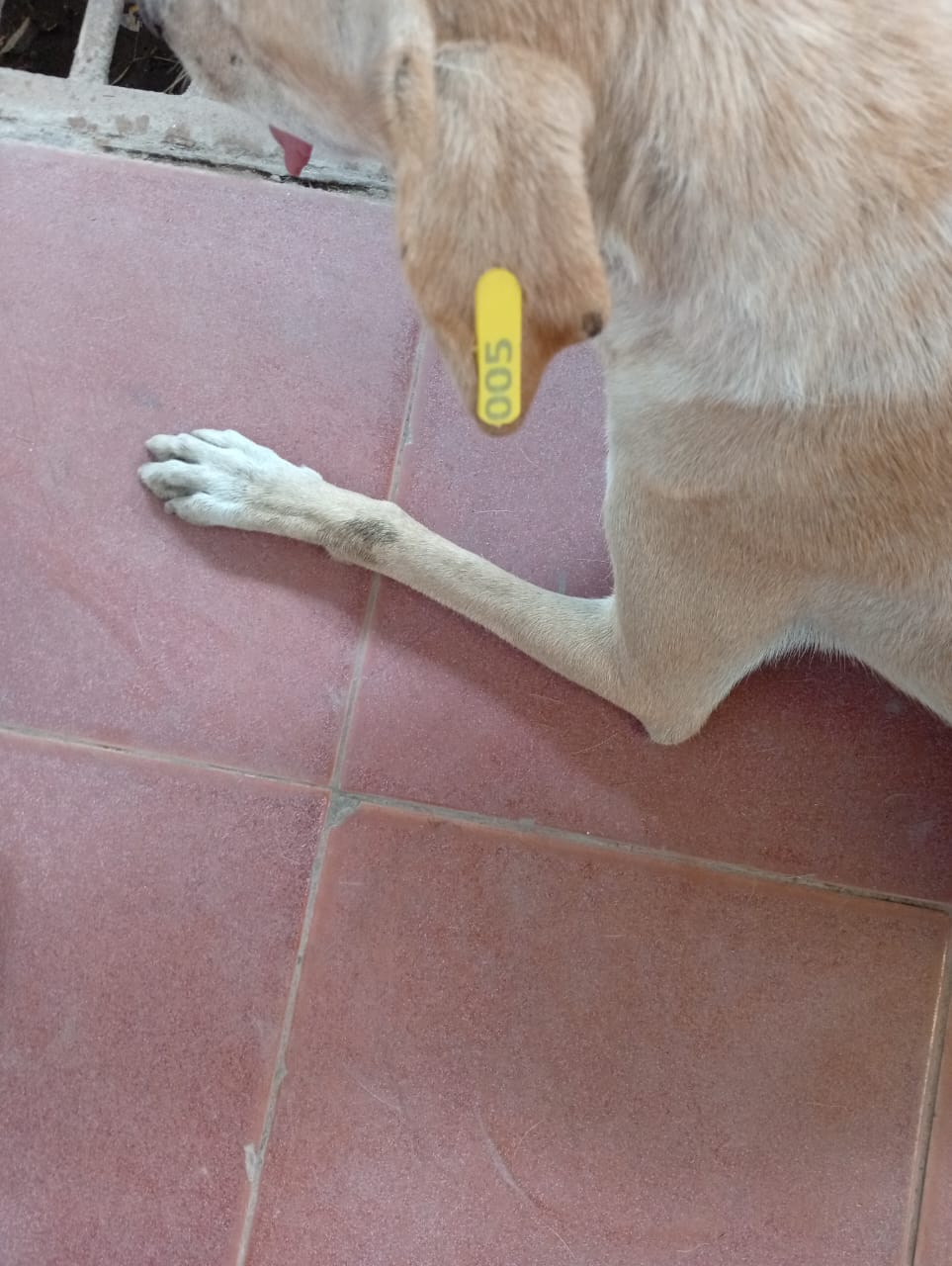 تطعيم وتعقيم الكلاب الحرة