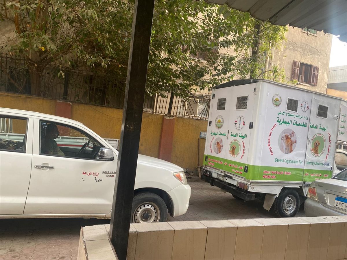 تطعيم وتعقيم الكلاب الحرة