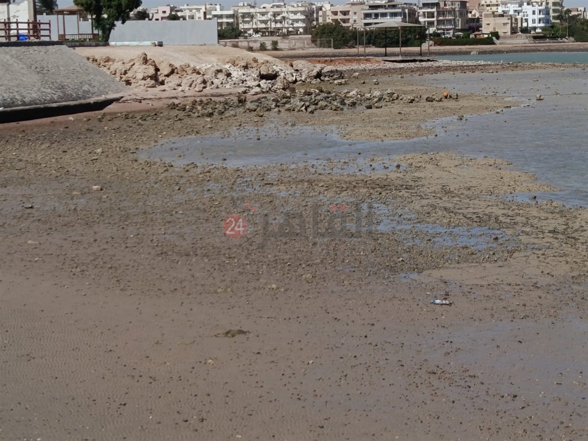 الجَزر على شواطئ الغردقة 