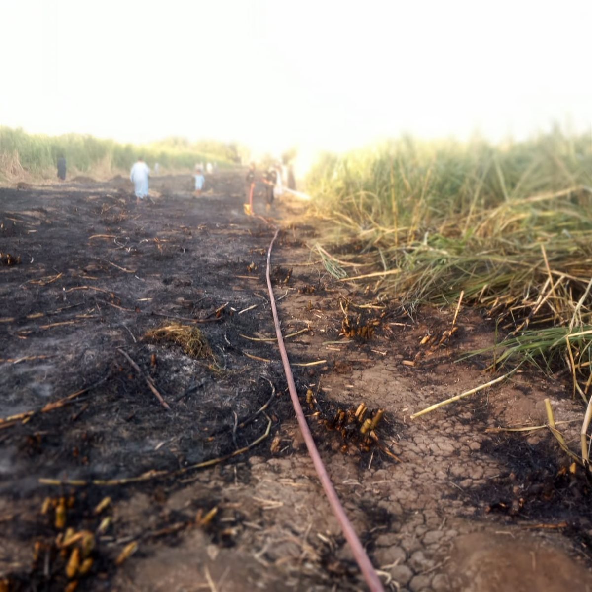 حريق بزراعات القصب