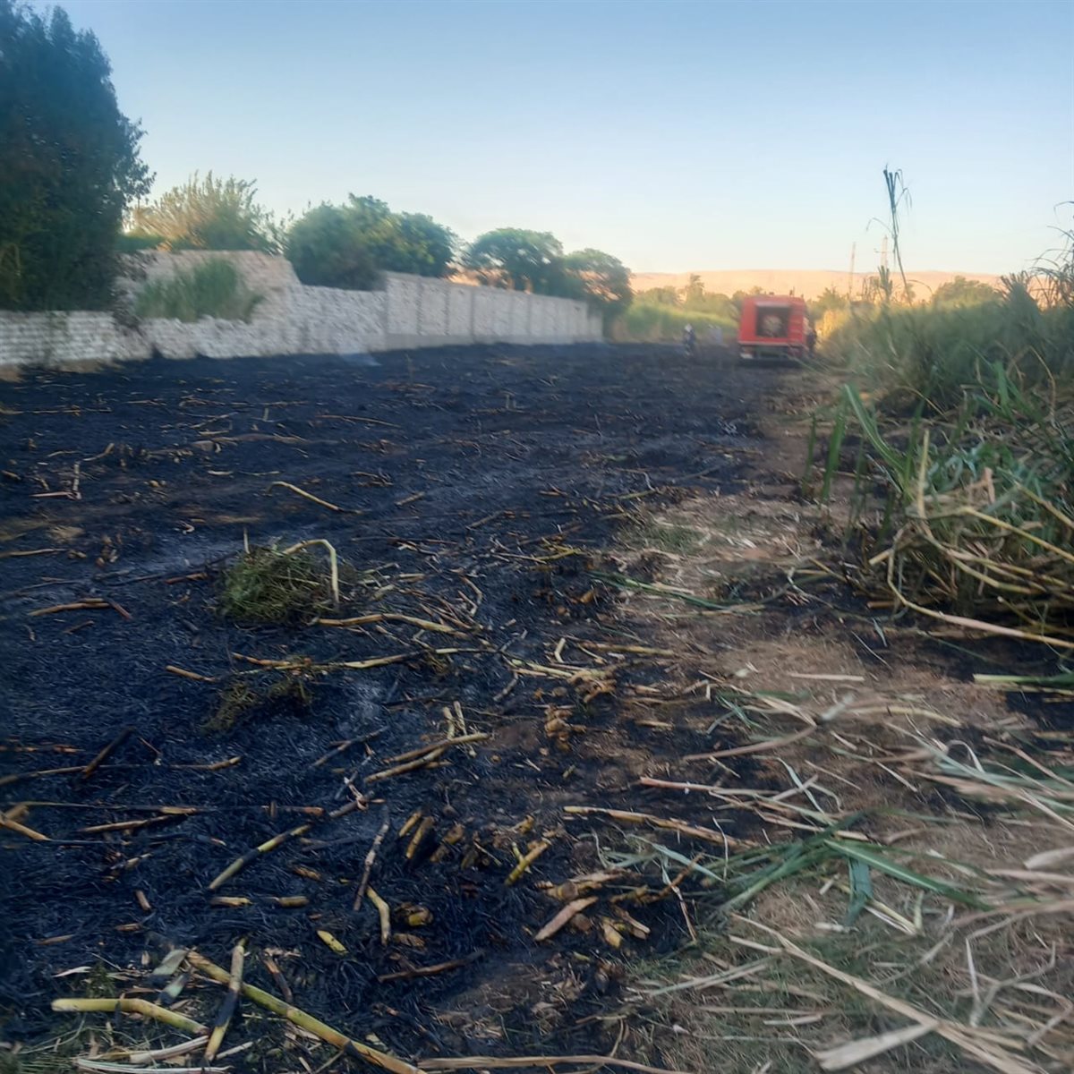 حريق بزراعات القصب