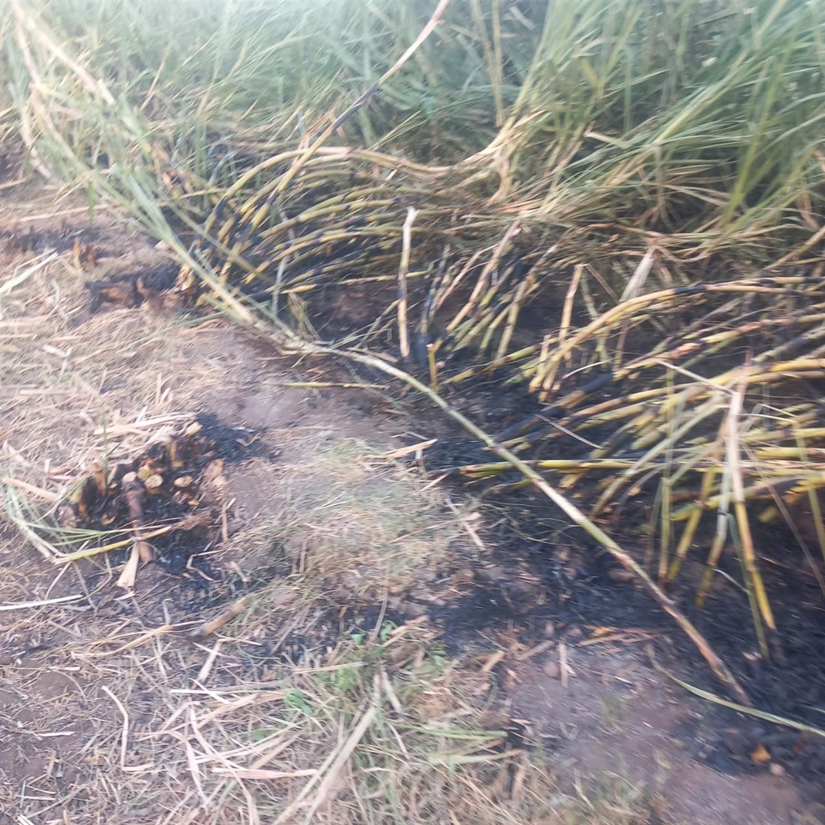 حريق بزراعات القصب