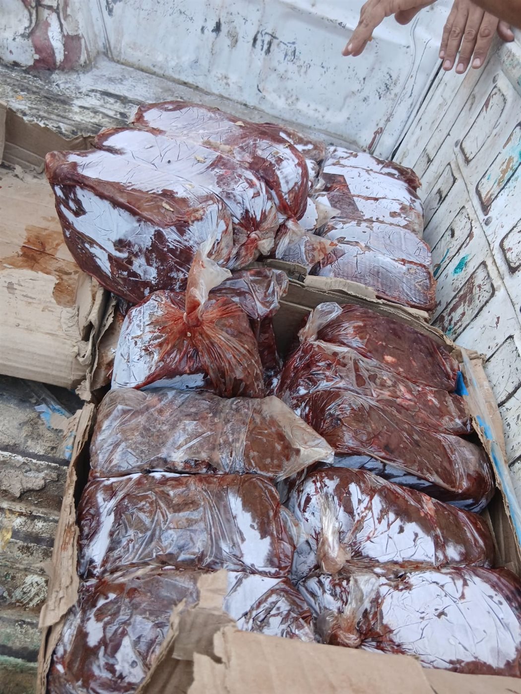 محافظ الفيوم : تحصين 25795 رأس ماشية ضد أمراض الحمى القلاعية والوادي المتصدع والجلد العقدي