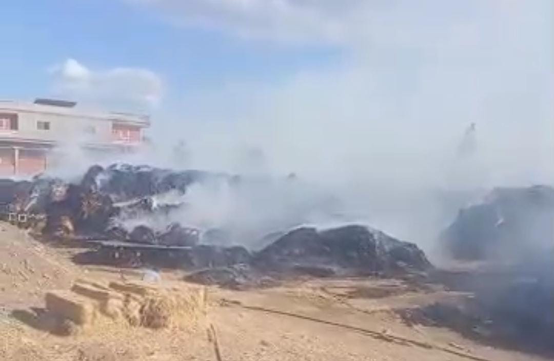 حريق قش الأرز بكفر الشيخ