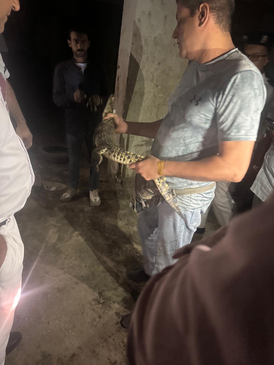 العثور على تمساح نيلي صغير أمام عقار بحدائق الأهرام