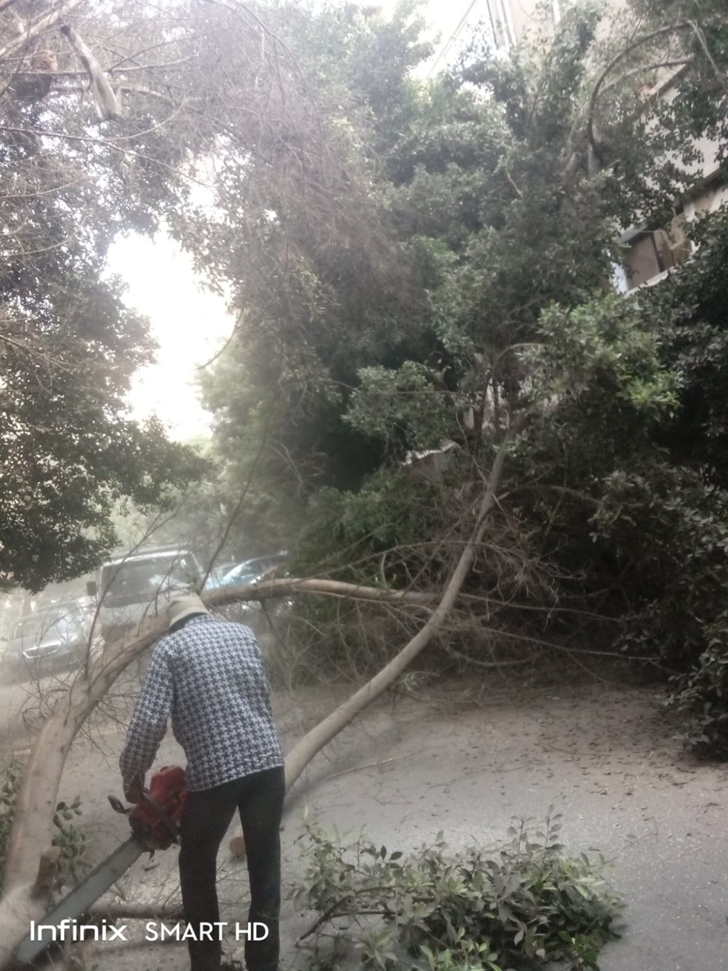 إزالة شجرة ضخمة مائلة بالعجوزة