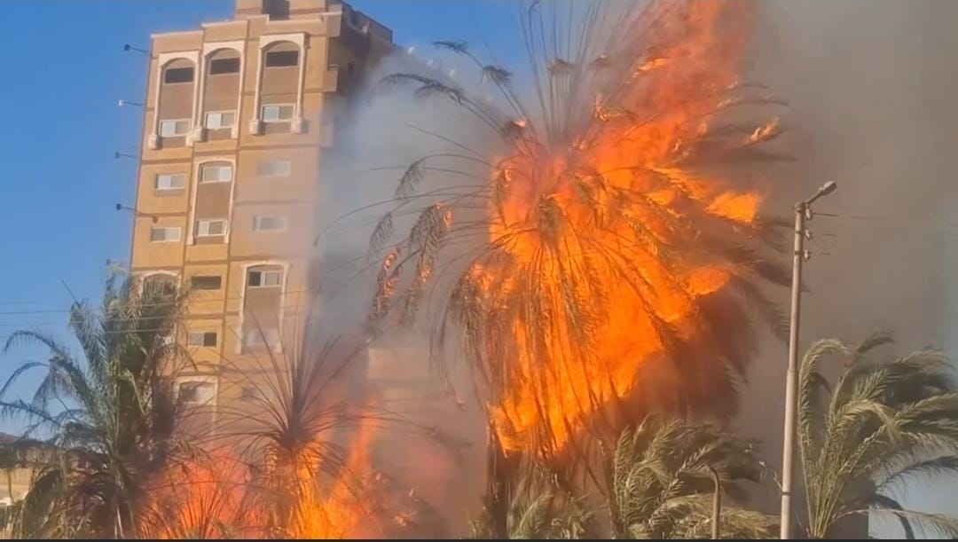 حريق بأشجار نخيل