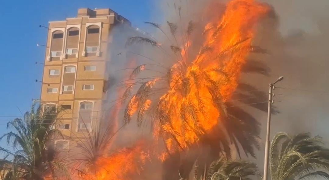 حريق بأشجار نخيل