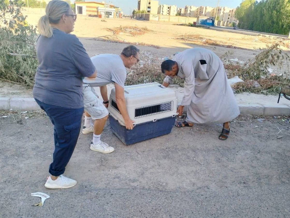 مواجهة إنتشار الكلاب الضالة بشوارع الغردقة