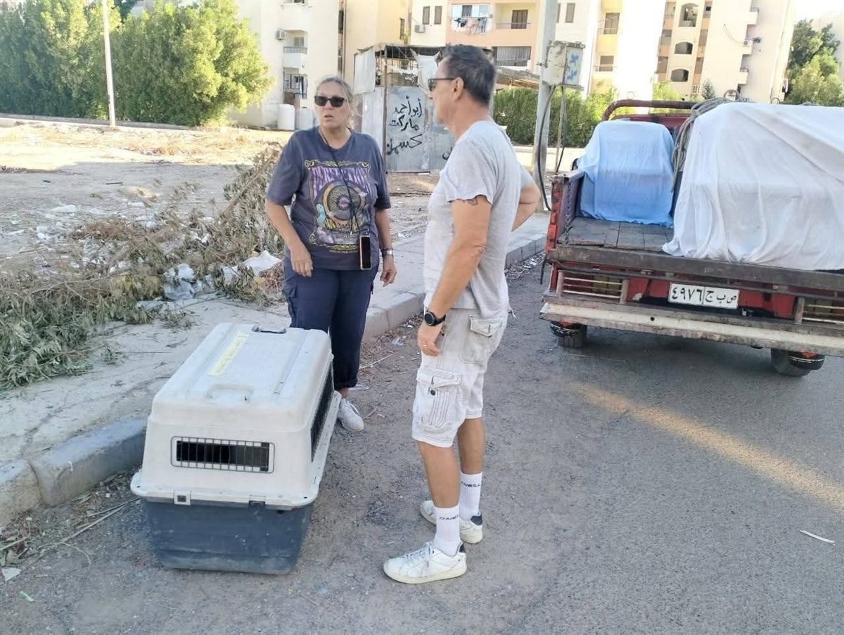 مواجهة إنتشار الكلاب الضالة بشوارع الغردقة