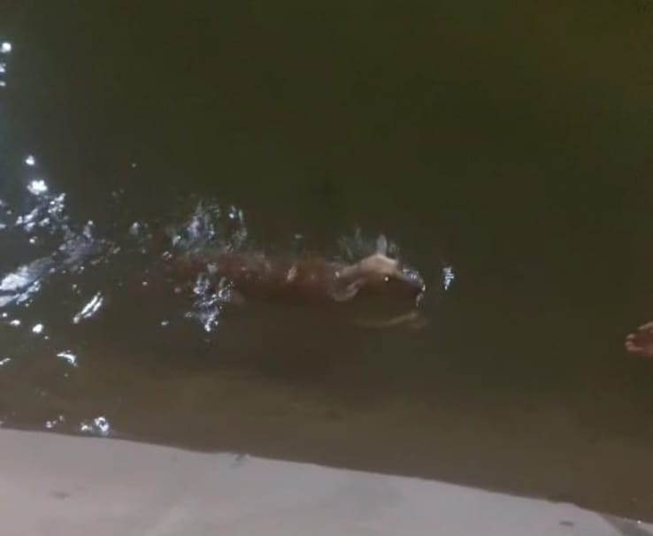 شاب ينقذ كلبا بأحد الترع في الأقصر 