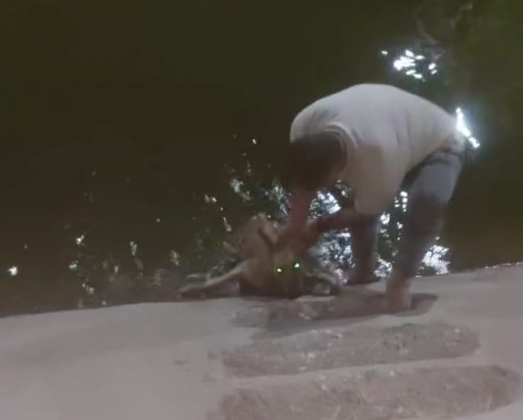 شاب ينقذ كلبا بأحد الترع في الأقصر 