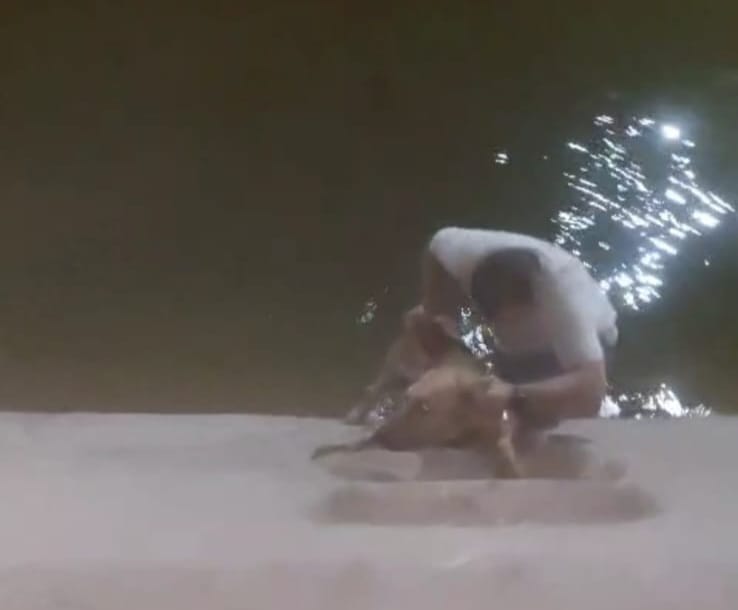 شاب ينقذ كلبا بأحد الترع في الأقصر 