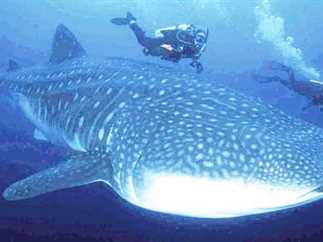 وزن قرش الحوت