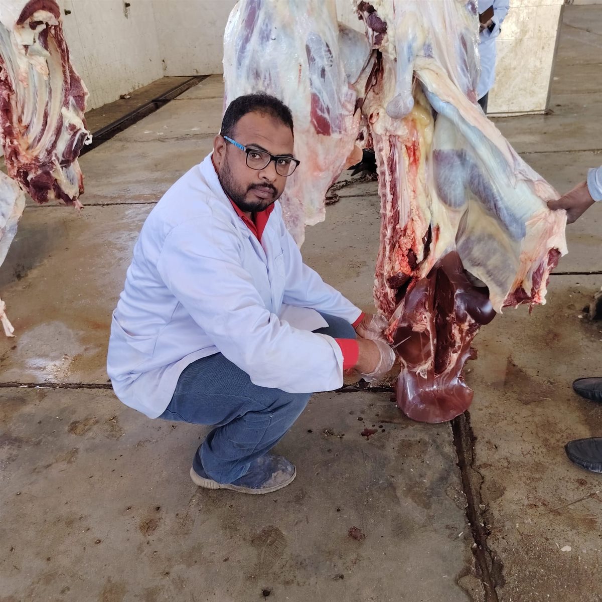 الطب البيطرى يتخلص من عجل مصاب بالصفرا في الأقصر