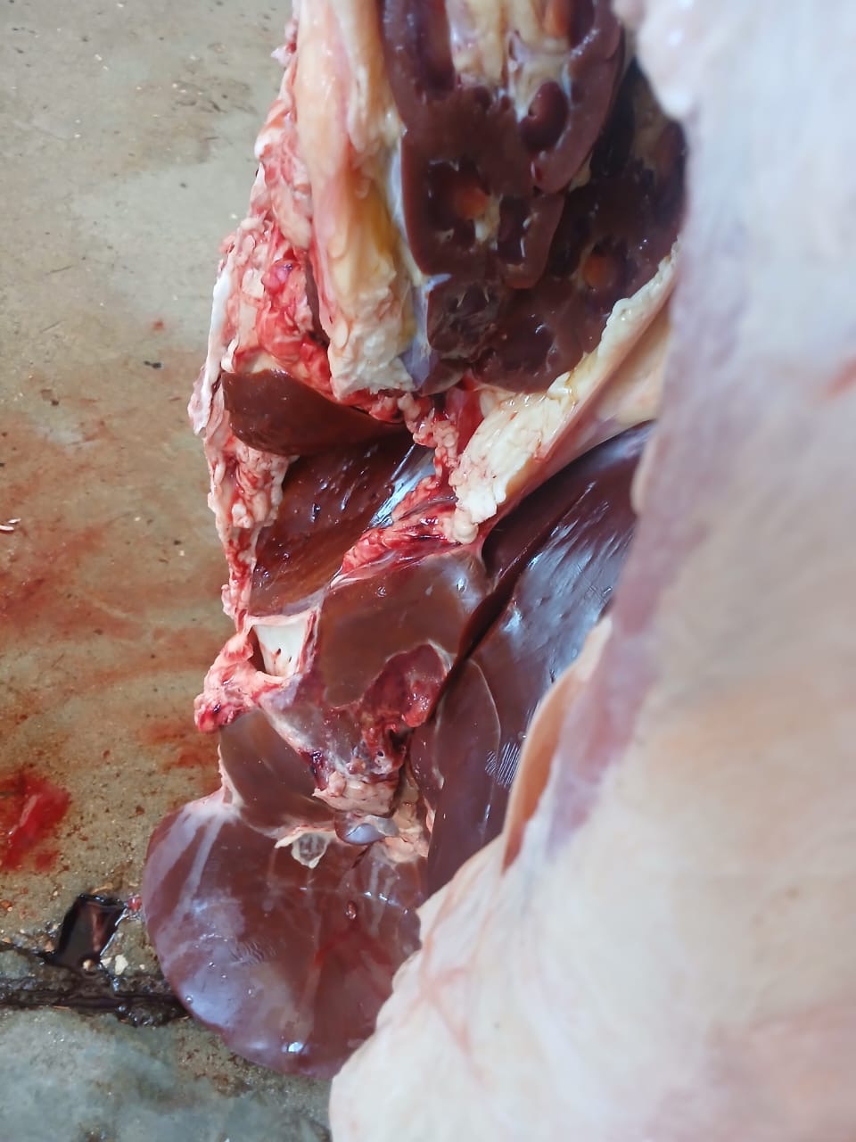 الطب البيطرى يتخلص من عجل مصاب بالصفرا في الأقصر