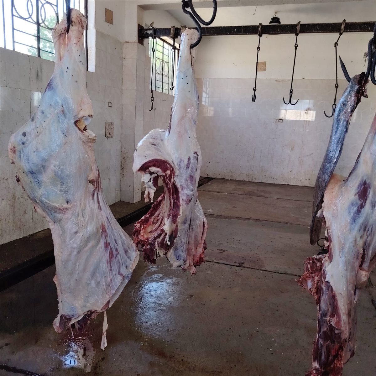 الطب البيطرى يتخلص من عجل مصاب بالصفرا في الأقصر