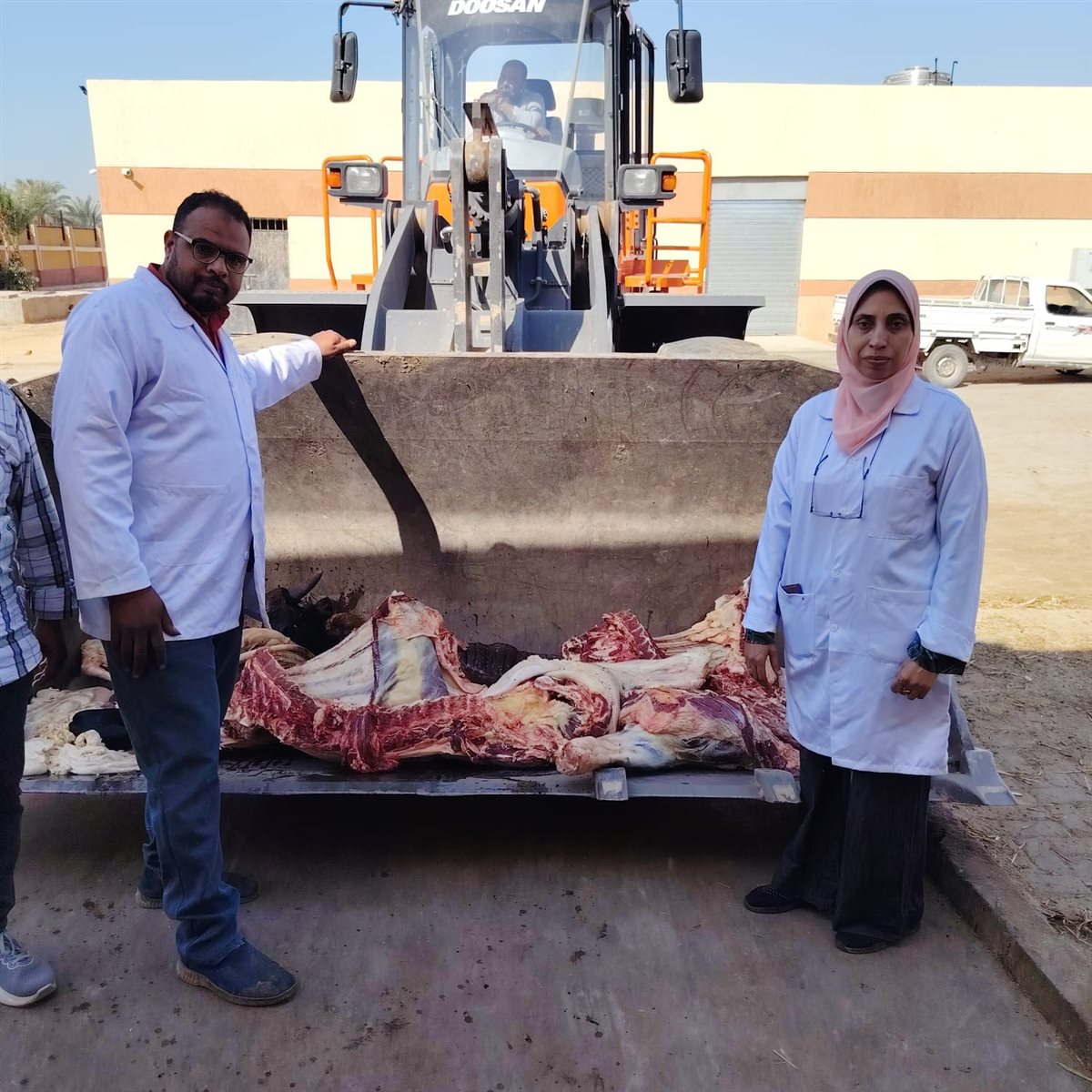 الطب البيطرى يتخلص من عجل مصاب بالصفرا في الأقصر