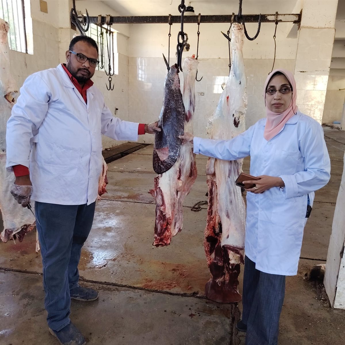 الطب البيطرى يتخلص من عجل مصاب بالصفرا في الأقصر