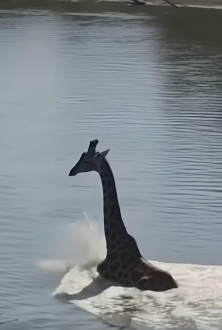 حديقة الحيوان توضح حقيقة انتحار زرافة في نهر النيل