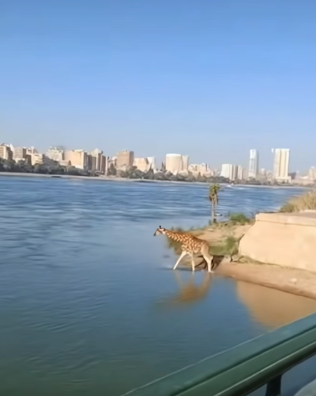 فيديو الزرافة في النيل