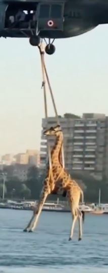 صور الزرافة في النيل