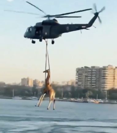 صور الزرافة في النيل