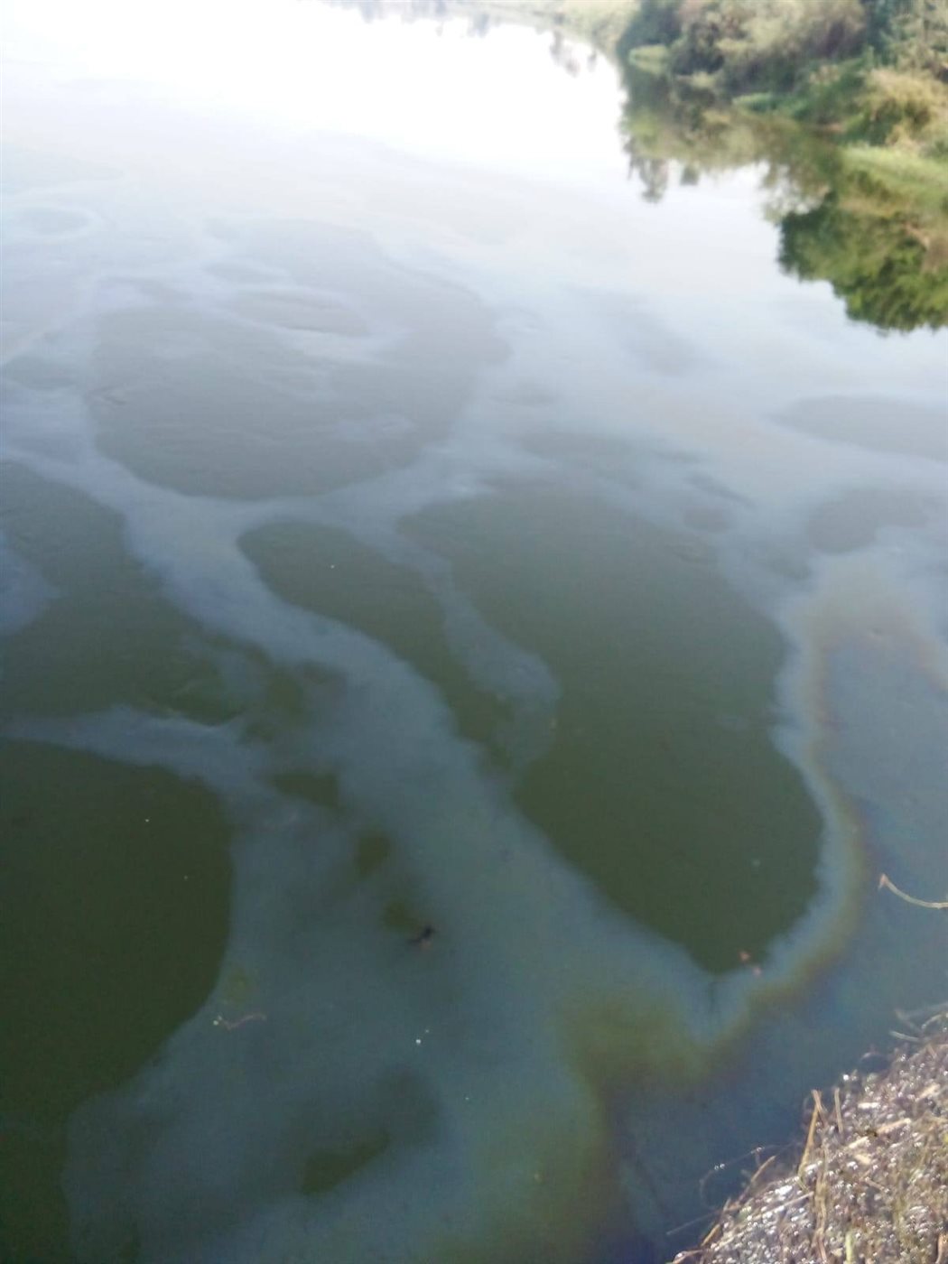 ظهور بقعة زيت بنيل الاقصر