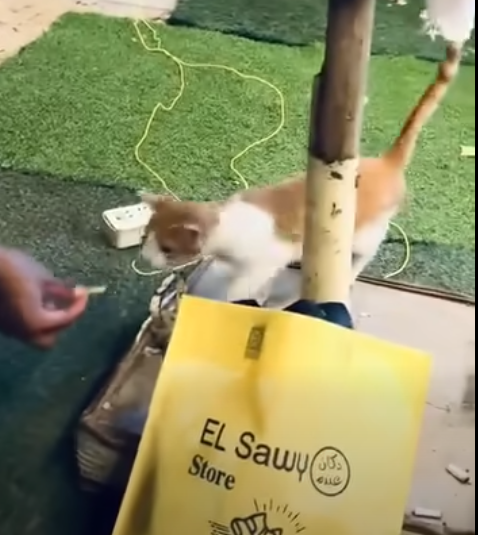 فيديو الواقعة