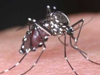 أعراض لدغة ذبابة الرمل