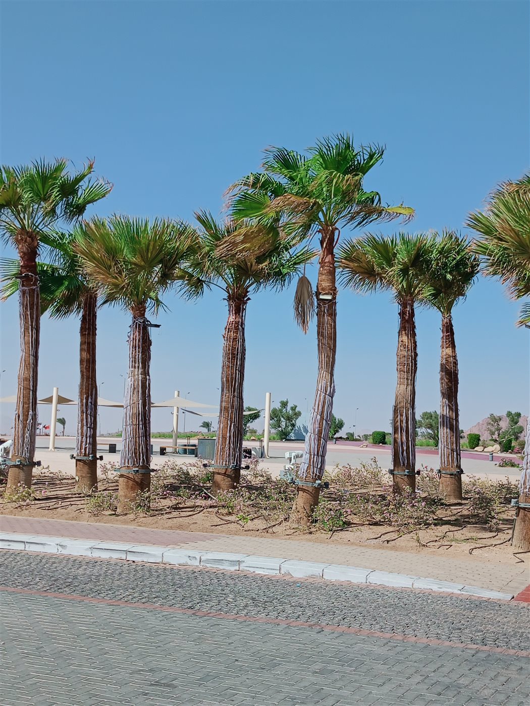 جانب من الاستعدادات