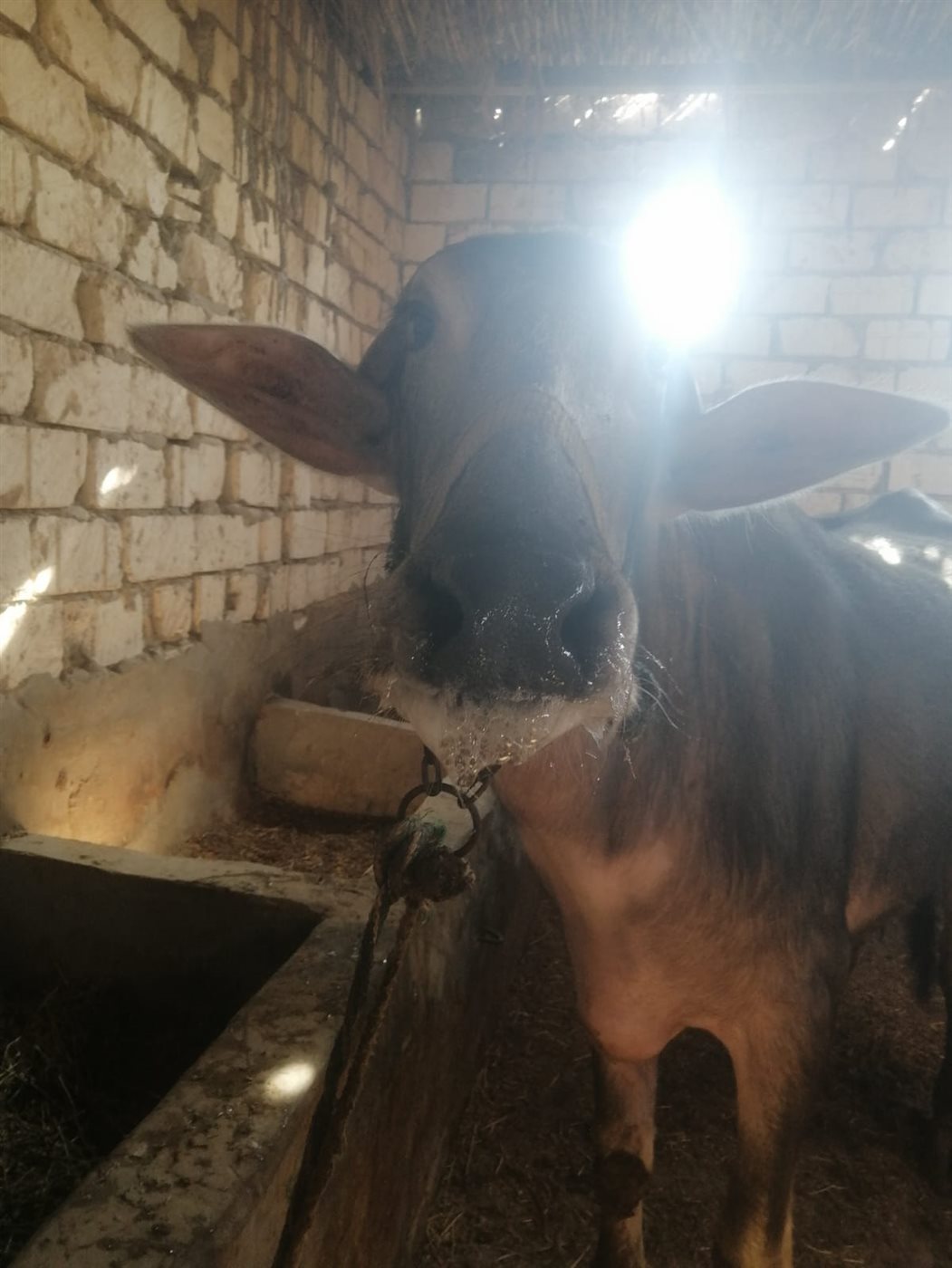 مواشي مصابة بالحمى القلاعية