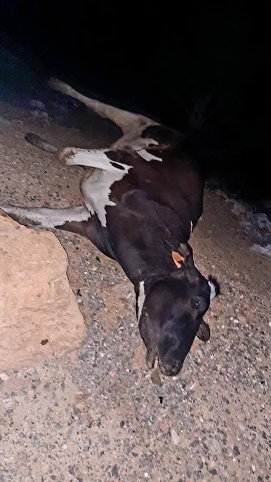 مواشي نافقة بسبب متحور الحمى القلاعية 