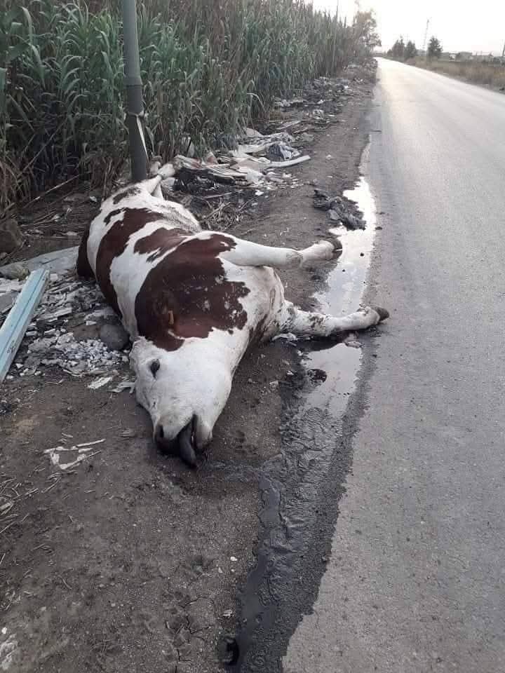 مواشي نافقة بسبب متحور الحمى القلاعية 