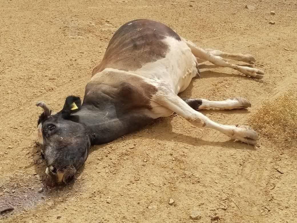 مواشي نافقة بسبب متحور الحمى القلاعية 