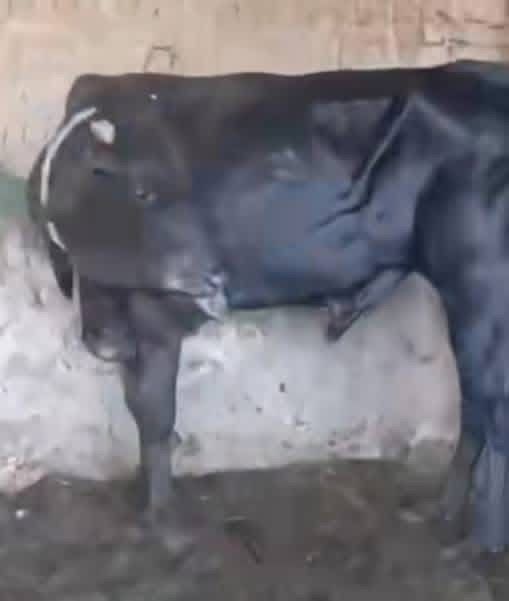 مواشي مصابة بالحمى القلاعية