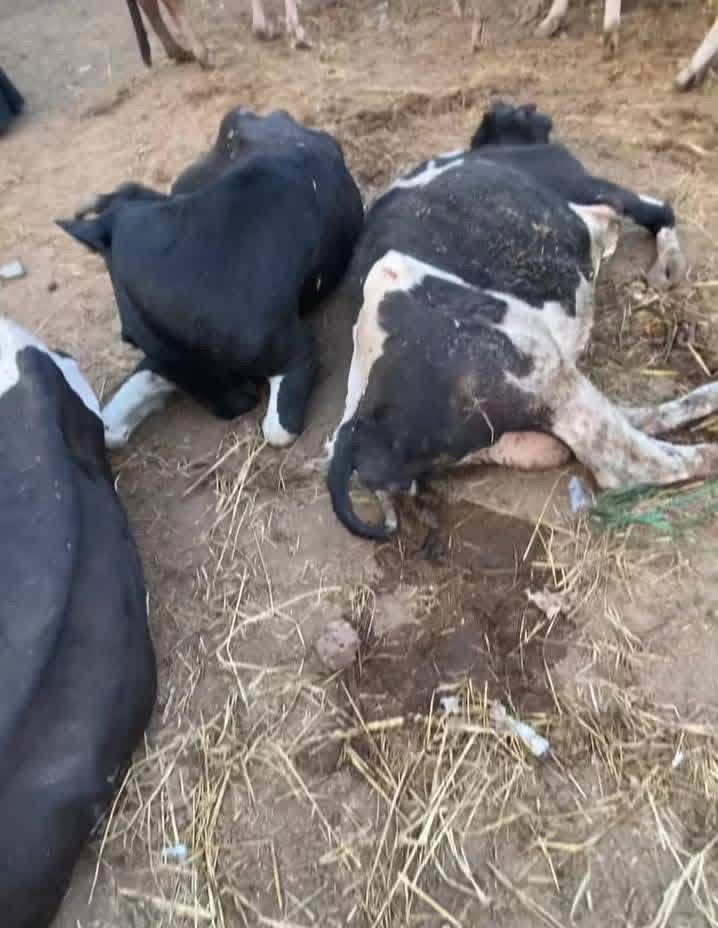 مواشي مصابة بالحمى القلاعية